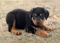 Draco, a male Rottweiler for sale in Lamar, MO – 7 of 8