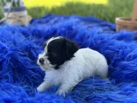 Bliss, a female Miniature Schnauzer for sale in Lamar, MO – 3 of 7
