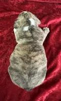 Astro, a male English Bulldog for sale in Lamar, MO – 4 of 4
