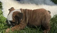 Whoopi, a female English Bulldog for sale in Lamar, MO – 3 of 7