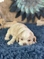 Jax, a male Cocker Spaniel for sale in Lamar, MO – 4 of 6