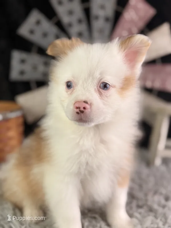 Albus – Pomeranian puppy for sale in Lamar, MO