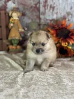 Conwell, a male Pomeranian for sale in Lamar, MO – 3 of 7
