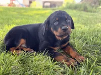 Danger, a male Rottweiler for sale in Lamar, MO – 2 of 8