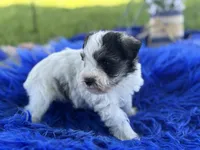 Bunny, a female Miniature Schnauzer for sale in Lamar, MO – 2 of 7