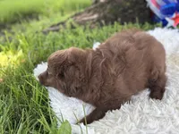 Princess, a female Miniature Aussiedoodle for sale in Lamar, MO – 5 of 7