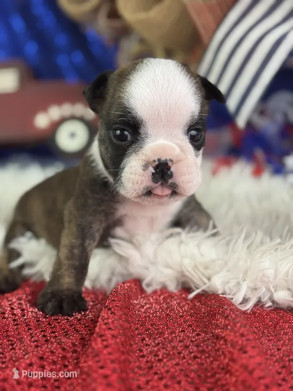 Wisper – English Bulldog puppy for sale in Lamar, MO