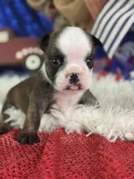 Wisper, a female English Bulldog for sale in Lamar, MO – 1 of 6