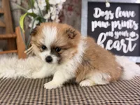 Ezzo, a male Pomeranian for sale in Lamar, MO – 3 of 7