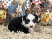 Bosco, a male Toy Australian Shepherd for sale in Lamar, MO – 1 of 6
