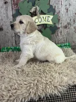 Tommy, a male Golden Retriever for sale in Lamar, MO – Photo 2 of 5