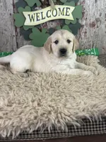 Tommy, a male Golden Retriever for sale in Lamar, MO – Photo 4 of 5