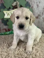 Tommy, a male Golden Retriever for sale in Lamar, MO – Photo 1 of 5