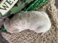 Tommy, a male Golden Retriever for sale in Lamar, MO – Photo 3 of 5