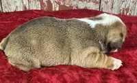 Avery, a female English Bulldog for sale in Lamar, MO – 2 of 3