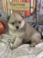 Snoopy, a male Pomeranian for sale in Lamar, MO – 5 of 8
