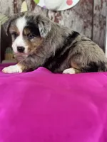 Nanny, a female Miniature American Shepherd for sale in Lamar, MO – Photo 5 of 5