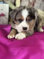 Nanny, a female Miniature American Shepherd for sale in Lamar, MO – Photo 3 of 5