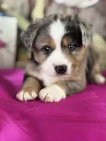 Nanny, a female Miniature American Shepherd for sale in Lamar, MO – Photo 1 of 5