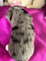 Nanny, a female Miniature American Shepherd for sale in Lamar, MO – Photo 4 of 5