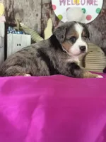 Nanny, a female Miniature American Shepherd for sale in Lamar, MO – Photo 2 of 5