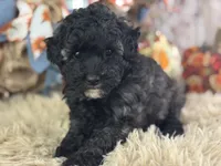 Dazzler, a male Miniature Aussiedoodle for sale in Lamar, MO – 2 of 8