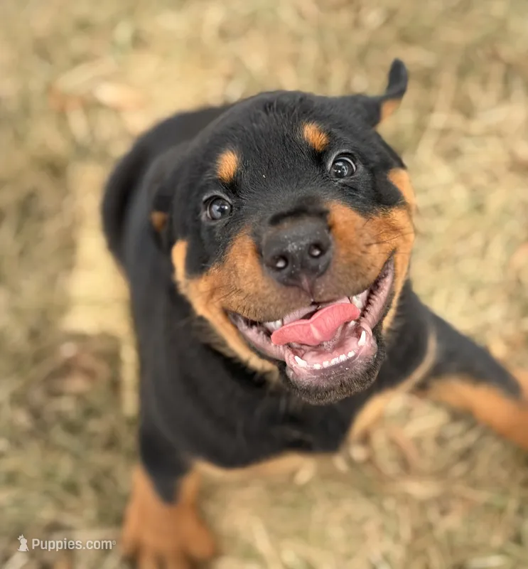 Darcy – Rottweiler puppy for sale in Lamar, MO