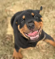 Darcy, a female Rottweiler for sale in Lamar, MO – 1 of 8