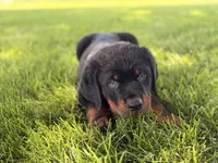 Danger, a male Rottweiler for sale in Lamar, MO – 7 of 8