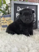 sterling, a male Pomeranian for sale in Lamar, MO – 4 of 4