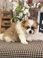 Ezzo, a male Pomeranian for sale in Lamar, MO – 4 of 7
