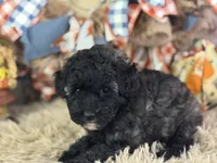 Dazzler, a male Miniature Aussiedoodle for sale in Lamar, MO – 4 of 8