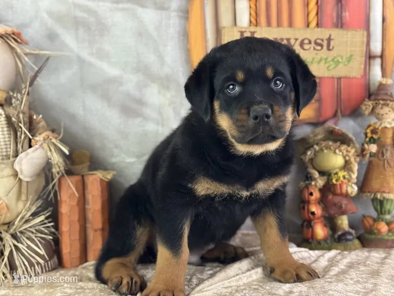 Donner – Rottweiler puppy for sale in Lamar, MO