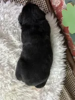 Daisy, a female Rottweiler for sale in Lamar, MO – Photo 2 of 2