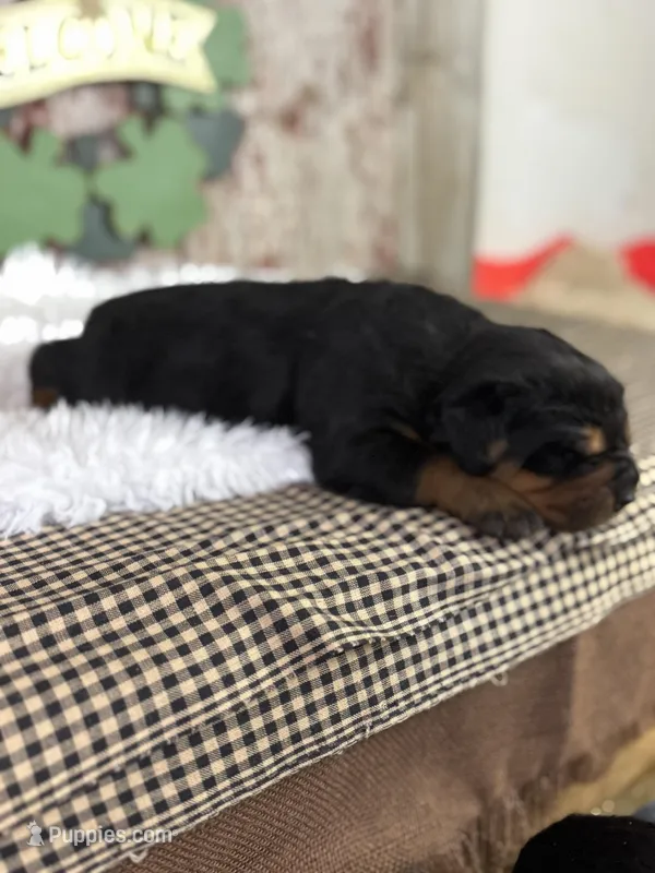 Daisy – Rottweiler puppy for sale in Lamar, MO