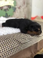 Daisy, a female Rottweiler for sale in Lamar, MO – Photo 1 of 2