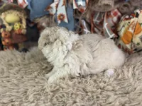 Charlie, a male Miniature Aussiedoodle for sale in Lamar, MO – 6 of 7
