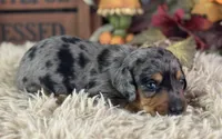 Markos, a male Miniature Dachshund for sale in Lamar, MO – 8 of 8