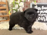Jojo, a male Pomeranian for sale in Lamar, MO – 2 of 6