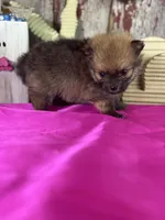 Chief, a male Pomeranian for sale in Lamar, MO – Photo 2 of 4