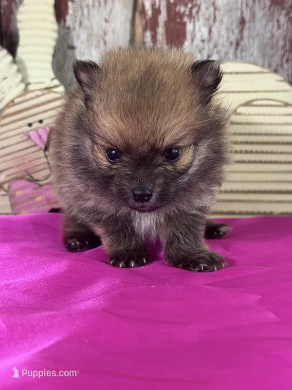 Chief – Pomeranian puppy for sale in Lamar, MO
