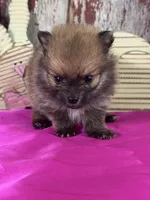 Chief, a male Pomeranian for sale in Lamar, MO – Photo 1 of 4