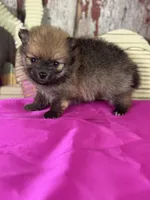 Chief, a male Pomeranian for sale in Lamar, MO – Photo 3 of 4