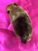 Chief, a male Pomeranian for sale in Lamar, MO – Photo 4 of 4