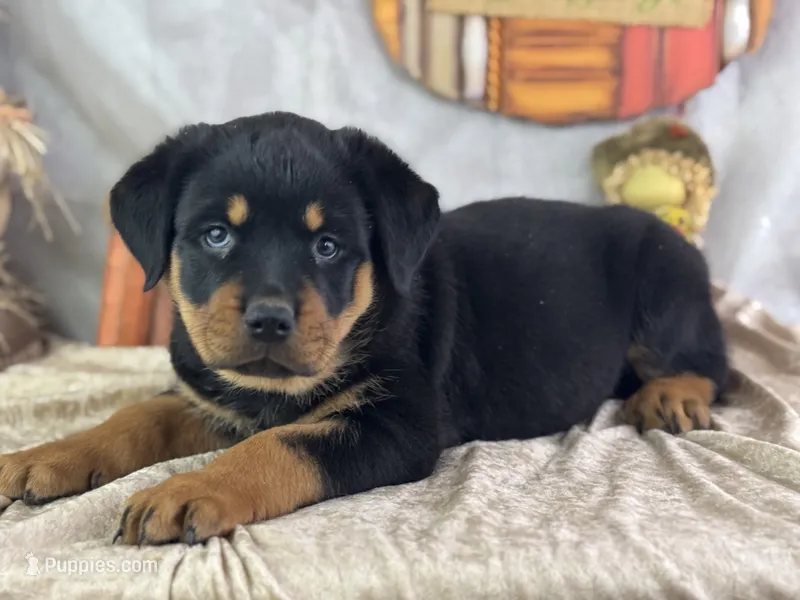 Daria – Rottweiler puppy for sale in Lamar, MO