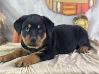 Daria, a female Rottweiler for sale in Lamar, MO – 1 of 5
