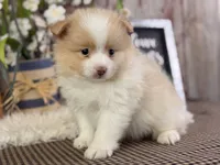 Emerson, a male Pomeranian for sale in Lamar, MO – 3 of 7