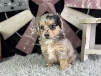 Lessa, a female Miniature Aussiedoodle for sale in Lamar, MO – 8 of 8