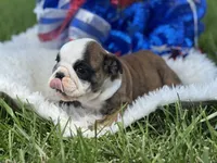 Wisper, a female English Bulldog for sale in Lamar, MO – 7 of 7