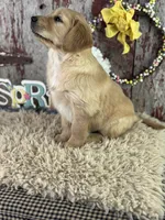 TJ, a male Golden Retriever for sale in Lamar, MO – Photo 4 of 6